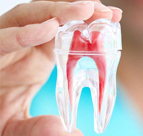 Hand holding transparent tooth model showing internal anatomy with pulp chamber and root canal structure.